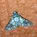 Praedora leucophaea - Photo (c) lemoncul, some rights reserved (CC BY-NC)