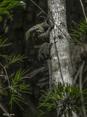 Callithrix flaviceps