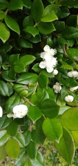 Luma