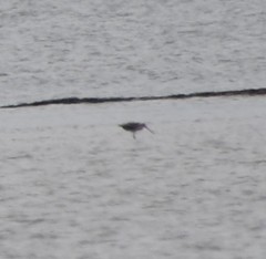 Limosa lapponica