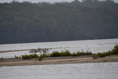 Limosa lapponica