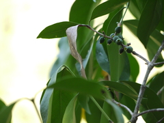 Discospermum apiocarpum