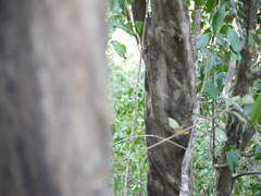 Discospermum apiocarpum