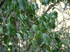 Discospermum apiocarpum