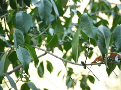 Discospermum apiocarpum