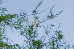 Sporophila torqueola