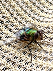 Chrysorutilia
