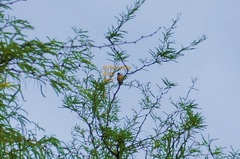 Sporophila torqueola