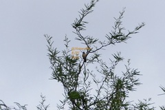 Sporophila torqueola