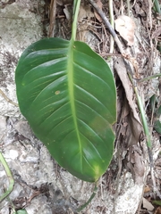 Monsteroideae