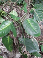 Monsteroideae