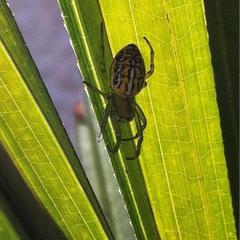 Alpaida variabilis