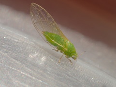 Trioza bakeri