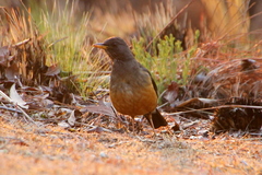 Turdus olivaceus