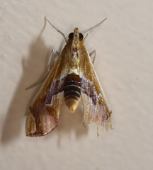 Agathodes ostentalis
