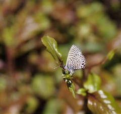 Leptotes parrhasioides