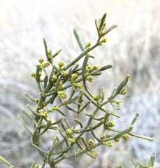 Phoradendron hawksworthii