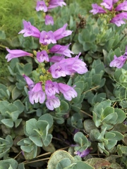 Penstemon barrettiae