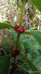 Miconia rubra
