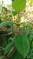 Miconia rubra