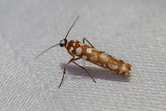 Atteva niphocosma