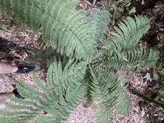 Leptopteris ×intermedia