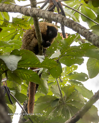 Callicebus personatus