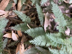 Leptopteris ×intermedia