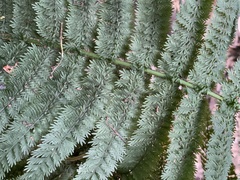 Leptopteris ×intermedia