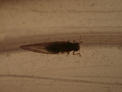 Trioza bakeri