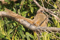 Colius striatus minor