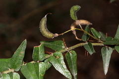 Podolobium aciculiferum