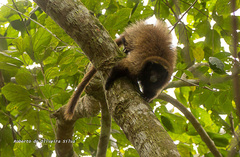 Callicebus personatus
