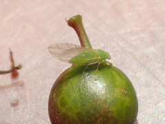 Trioza bakeri