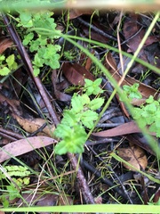 Gonocarpus teucrioides
