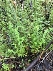 Gonocarpus teucrioides