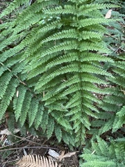 Leptopteris ×intermedia