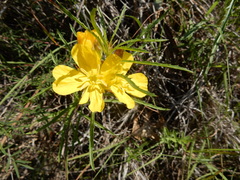 Oenothera berlandieri pinifolia