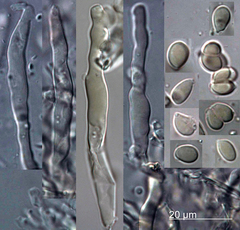 Cylindrobasidium laeve