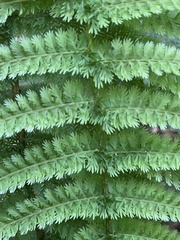 Leptopteris ×intermedia