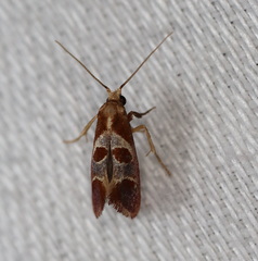Choristis discotypa