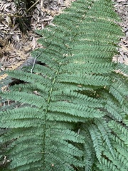 Leptopteris ×intermedia