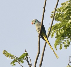 Psittacula columboides