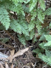 Leptopteris ×intermedia