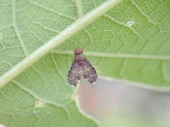 Trypetisoma sticticum