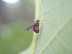 Trypetisoma sticticum