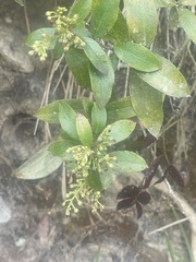 Gaultheria paniculata