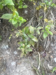 Gaultheria paniculata