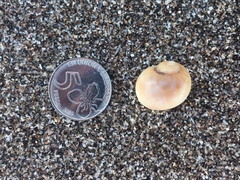 Notocochlis isabelleana