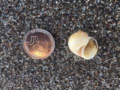 Notocochlis isabelleana